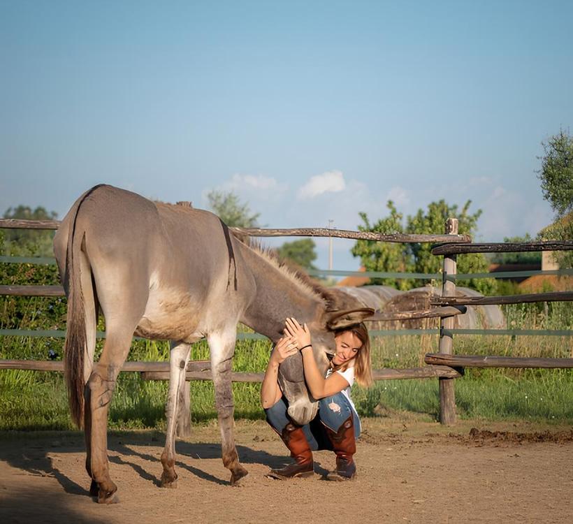Woman hugs a donkey in an outdoor pen.