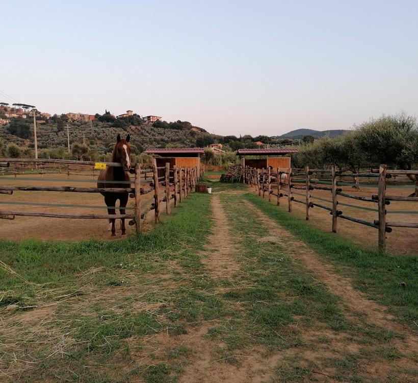 Horses in a paddock with hilly landscape in the background.